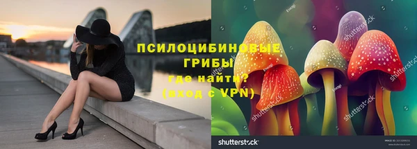 прущие грибы Аркадак